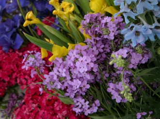 Beautiful Rainbow of Flowers
