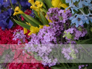 Beautiful Rainbow of Flowers