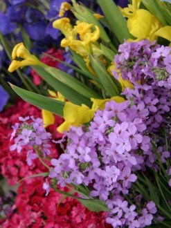 Close Up of Colorful Flowers