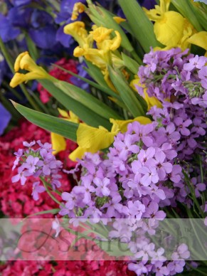 Close Up of Colorful Flowers