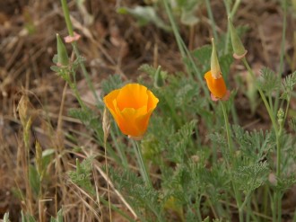 California Poppy Opening