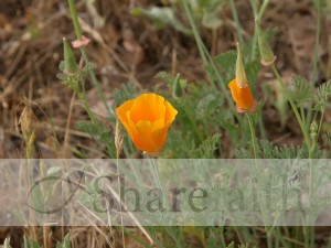 California%20Poppy%20Opening