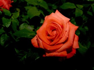 Orange%20Rose%20Blossom