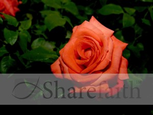 Orange%20Rose%20Blossom