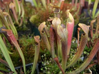 Group%20of%20Pitcher%20Plants