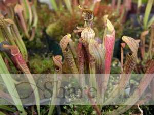Group%20of%20Pitcher%20Plants