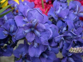 Bodacious Purple Irises