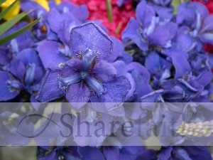 Bodacious Purple Irises