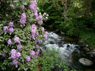 Rhododendrons by the Creek