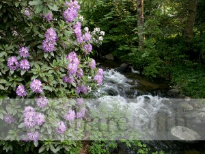 Rhododendrons%20by%20the%20Creek