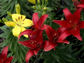 Red and Yellow Lilies
