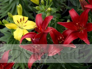 Red and Yellow Lilies
