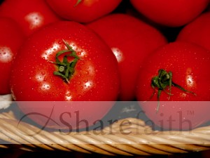 Juicy%20Red%20Tomatoes