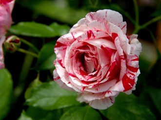 Red%20and%20White%20Rose