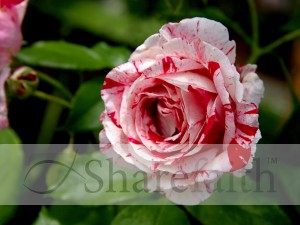 Red%20and%20White%20Rose