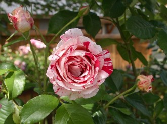 Red%20and%20White%20Blossom