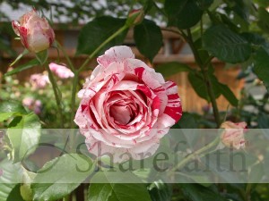 Red%20and%20White%20Blossom