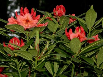 Salmon Rhododenron