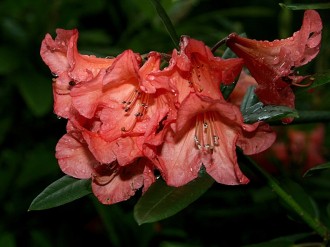 Salmon Rhododendron Closeup