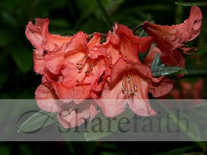 Salmon Rhododendron Closeup