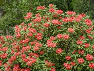 orange rhododendron bush