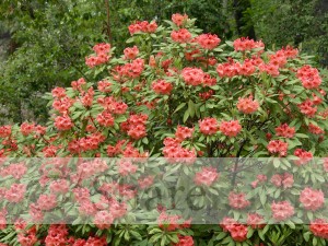 orange rhododendron bush