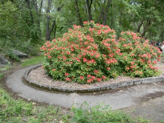 Salmon Rhododendron Bush in Park