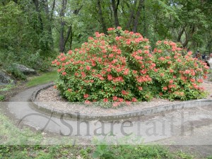Salmon Rhododendron Bush in Park