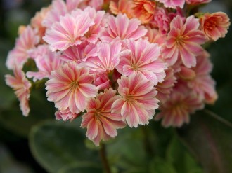 Pink%20Lewisia%20Flowers