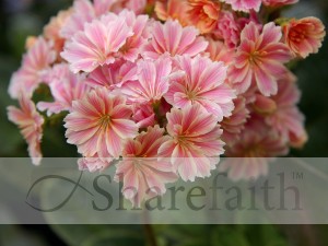 Pink Lewisia Flowers