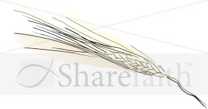 Single Wheat Stalk