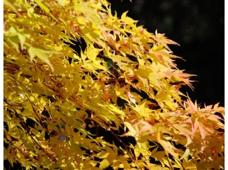 Colorful%20Leaves%20on%20Black