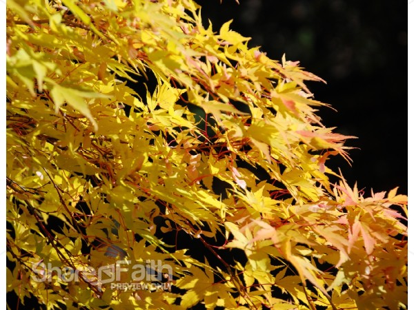 Colorful Leaves on Black
