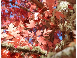 Pink%20Maple%20Leaves