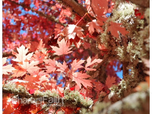 Pink Maple Leaves
