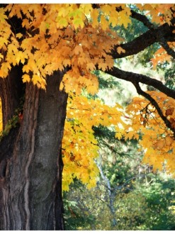 Fall%20Maple%20Leaves%20with%20Trunk