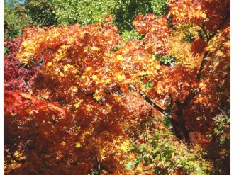 Fiery%20Fall%20Trees