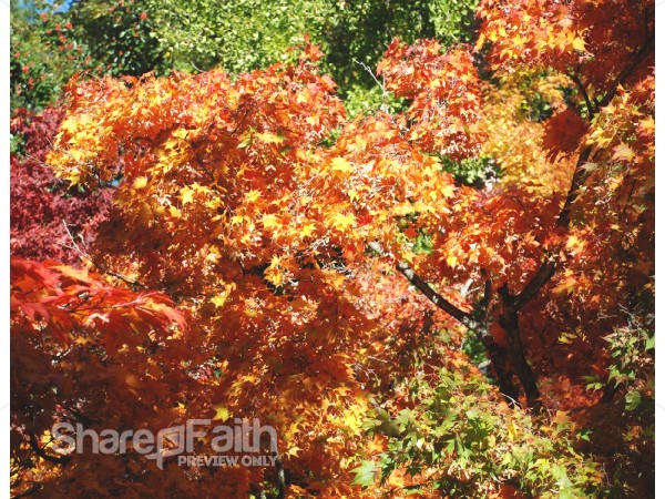 Fiery Fall Trees