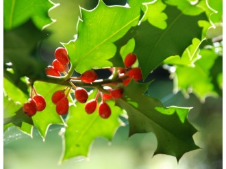Holly and Red Berries