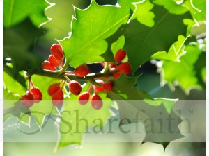 Holly%20and%20Red%20Berries