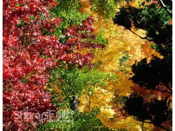 Fall%20Spectrum%20of%20Color