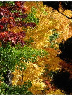 Fall Spectrum of Color Portrait