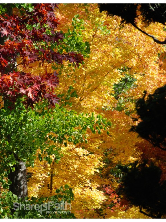 Fall Spectrum of Color Portrait