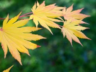 Yellow Leaves with Red Tips