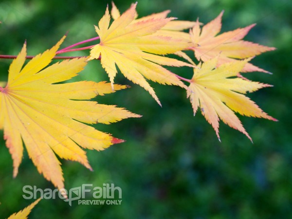 Yellow%20Leaves%20with%20Red%20Tips