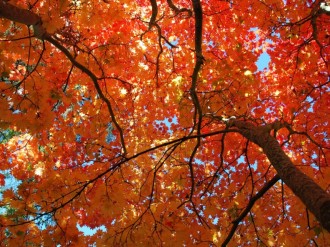 Looking%20Up%20at%20Orange%20and%20Red%20Leaves