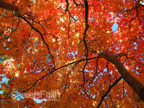 Looking%20Up%20at%20Orange%20and%20Red%20Leaves