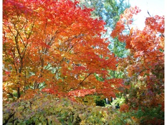 Orange%20Fall%20Scene