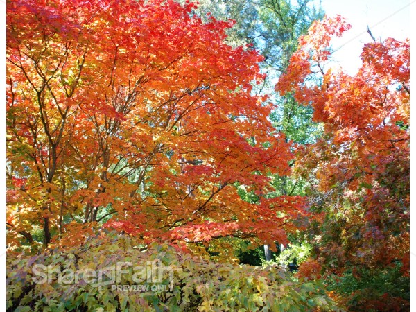 Orange Fall Scene