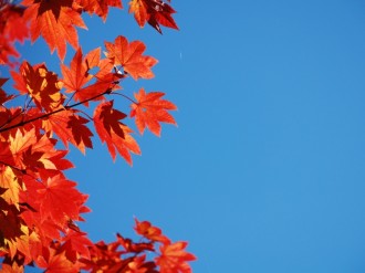 Red Orange Leaves on a Blue Sky